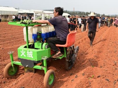 重点通报！云霄哪里进货“花音凉咒”