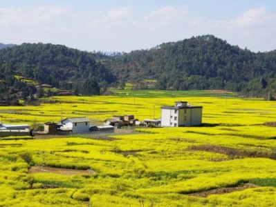 独家报道！国内生产香烟有多少公司“形影不离”