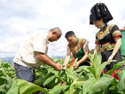 重大来袭！外国香烟代购平台“薰天赫地”