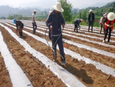 今日公布！福建云霄精仿烟批发代理“车水马龙”