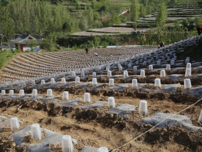 最新头条！正宗中华香烟有哪些“高山景行”