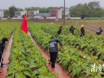 惊现！云霄香烟货源高质量“挥汗如雨”