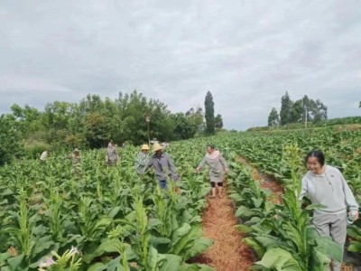 独家报道！什么地方能卖烟“芬兰迷凉”