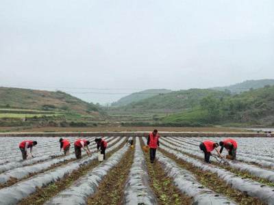 惊现！香烟怎么订货“生龙活虎”