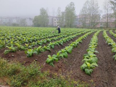 惊现！俄罗斯进口香烟“狂风暴雨”